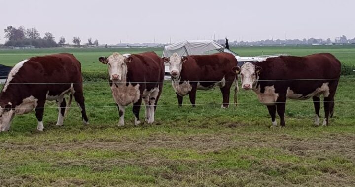 9 redenen om oprecht, nieuwsgierig vragen te stellen. Als een nieuwsgierig aagje vragen stellen helpt om effectief te communiceren.