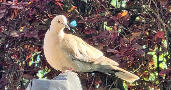 mening niet durven geven, collega's reageren bot, effectief communiceren, lef ontwikkelen